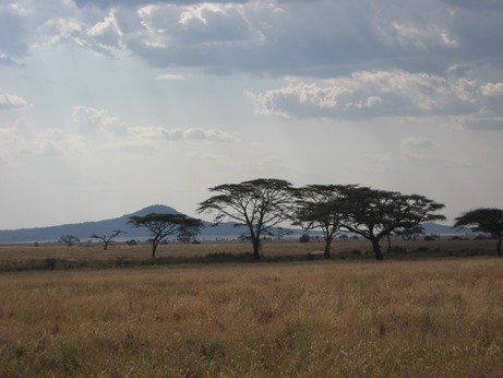 Acacia savanna inside Serengeti National Park, about 90 km from Musoma.