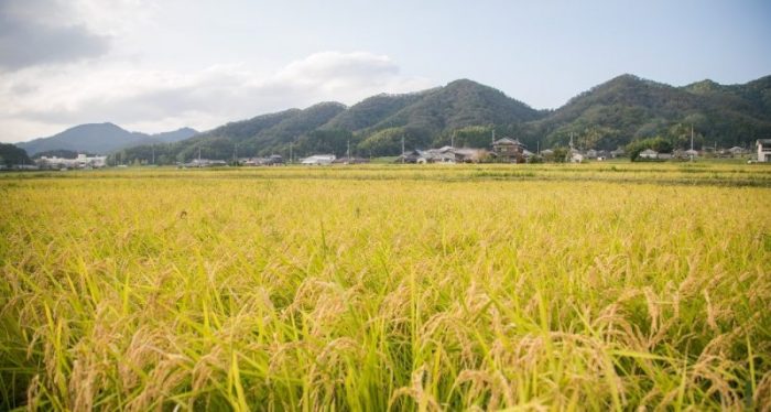 Fields of harvest-ready rice in Sasayama.